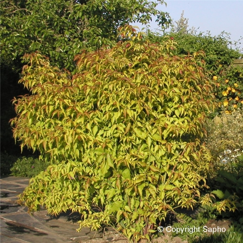 Arbre aux faisans Golden Lantern's ®