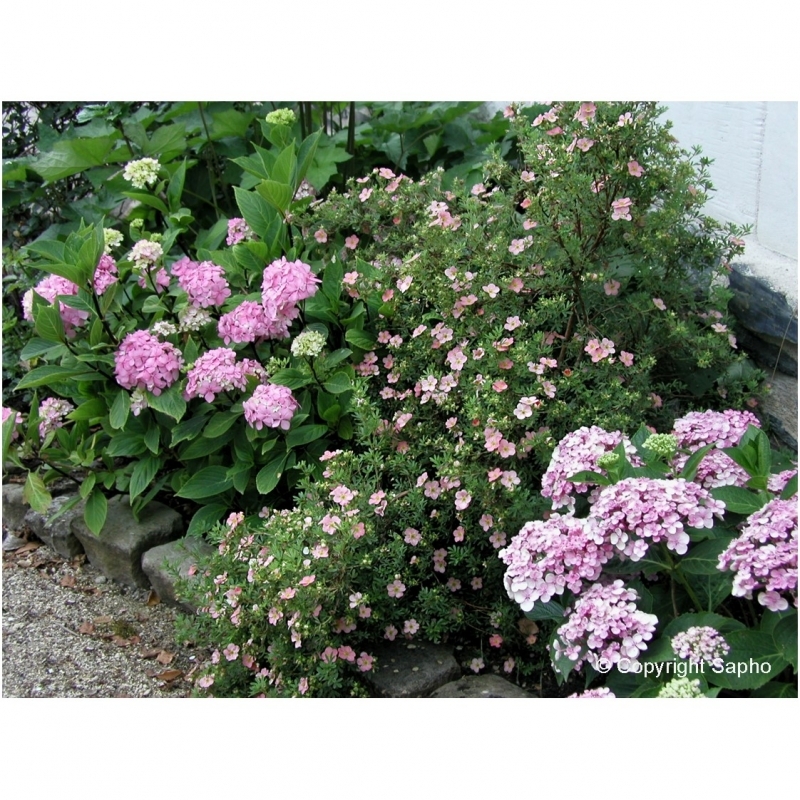 Potentille arbustive Lovely Pink ®