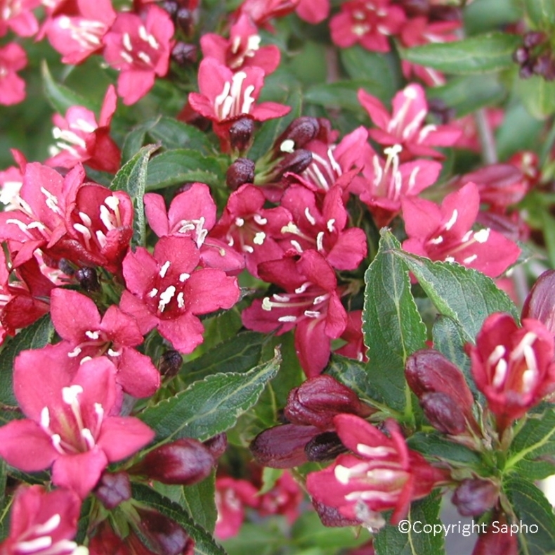 Weigelia x Nain Rouge ®