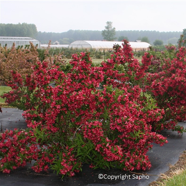 Weigelia x Nain Rouge ®