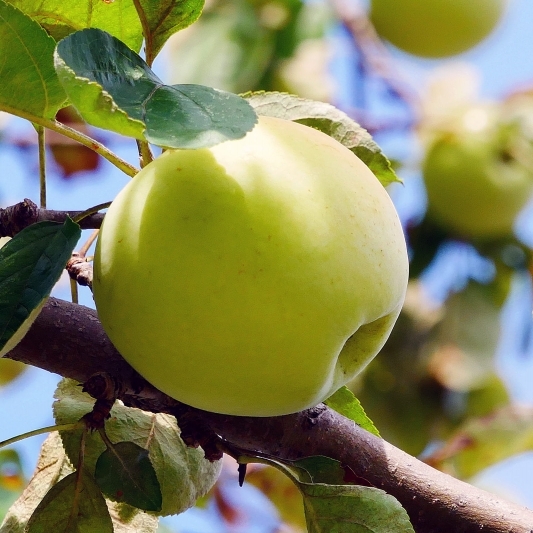 Pommier greffé Golden Delicious