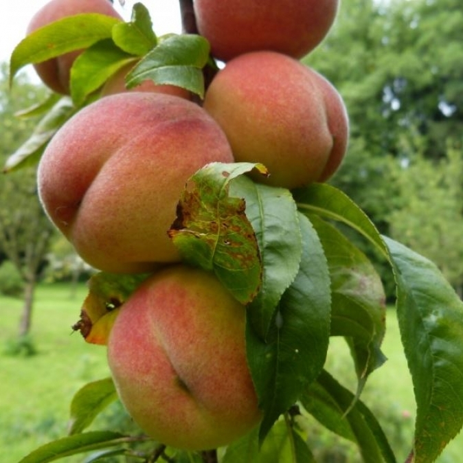 Pêcher Grosse Mignonne