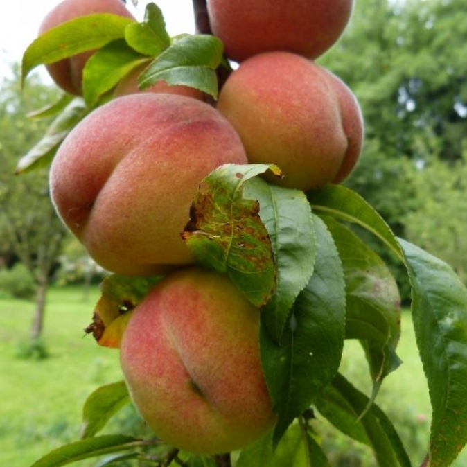 Pêcher Sanguine Vineuse