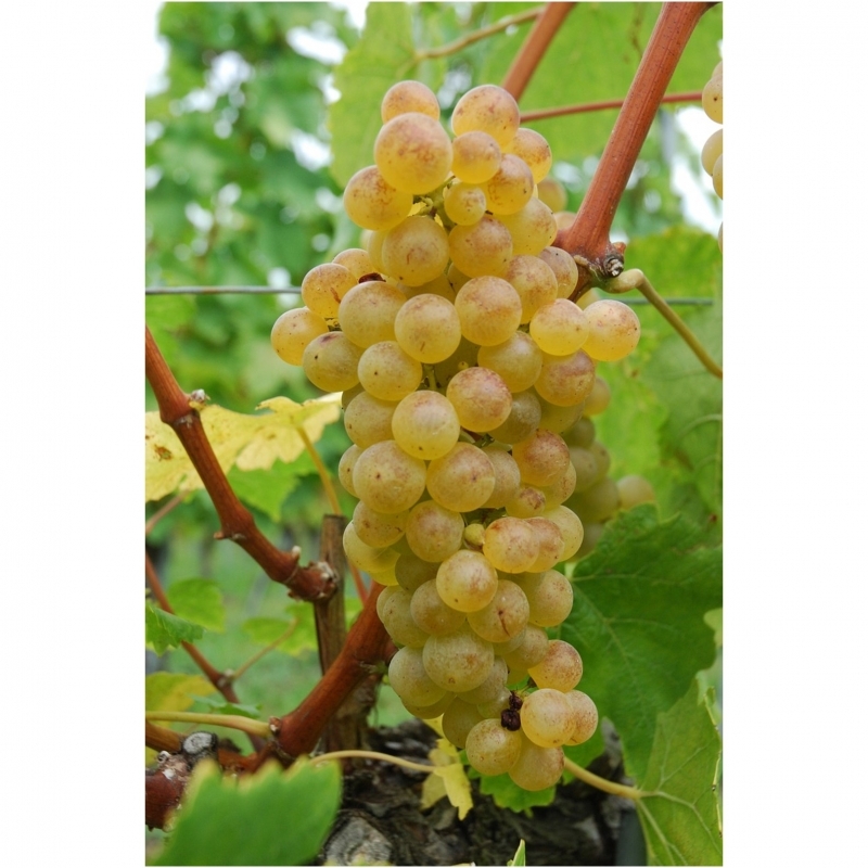 Vigne à raisin de table Chasselas doré de Fontainebleau
