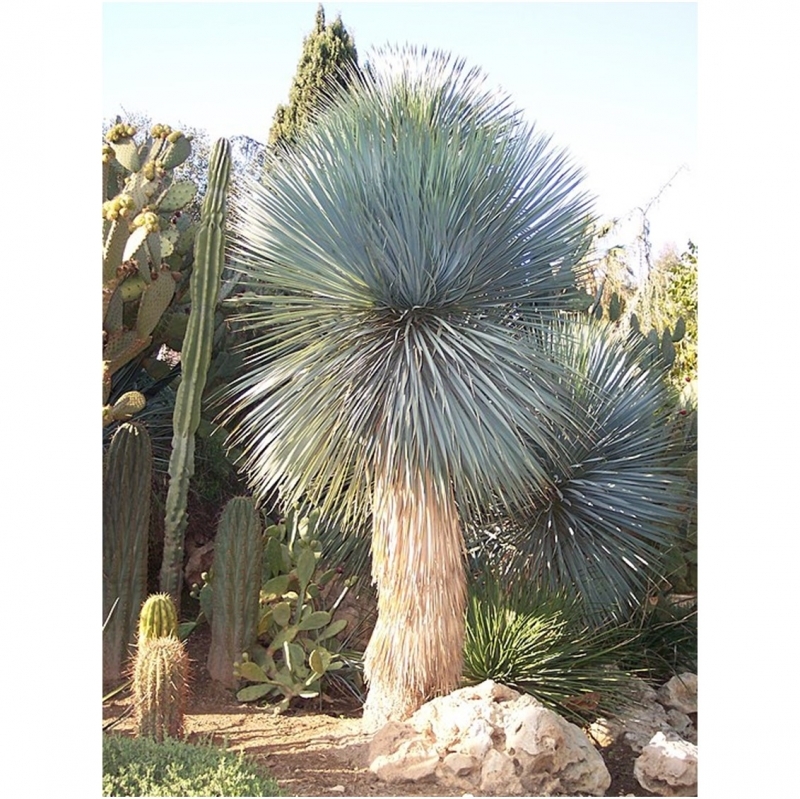 Yucca rostrata