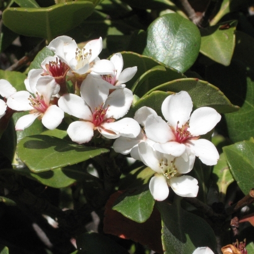 Rhaphiolepis umbellata