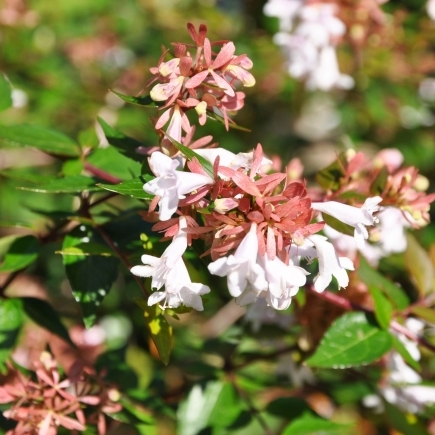 Abélie à grandes fleurs