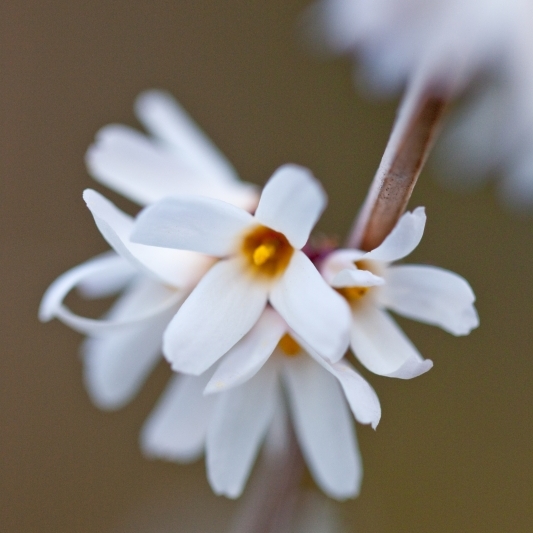 Forsythia Blanc