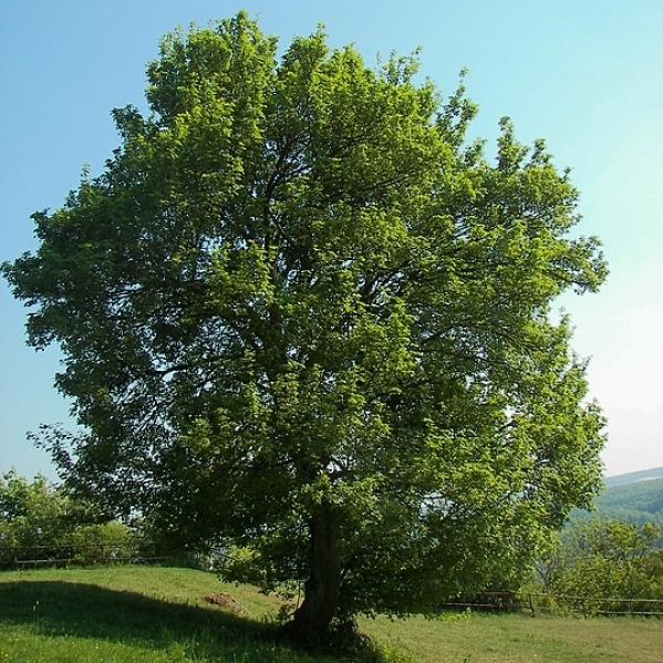 Érable champêtre