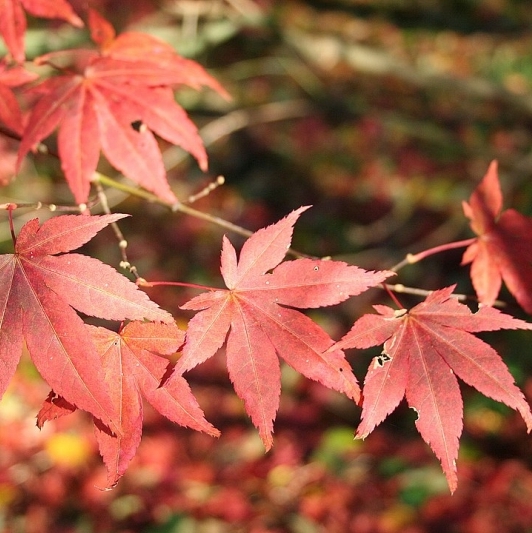 Erable Japonais Atropurpureum