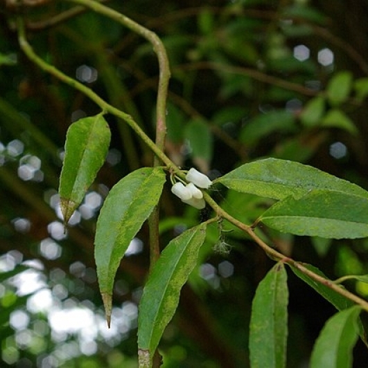 Agarista populifolia