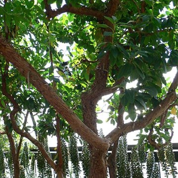 Arbousier Marina, Arbre aux fraises Marina