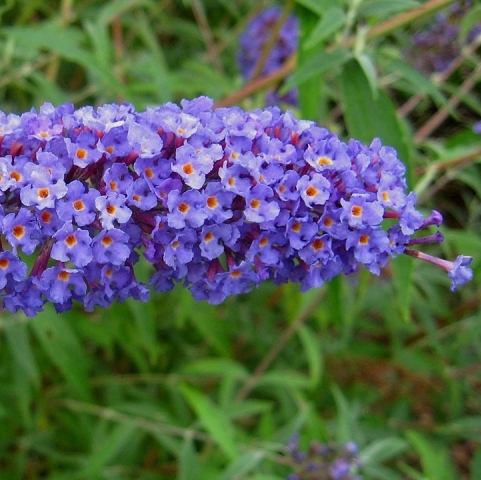 Arbre aux papillons Nanho Blue