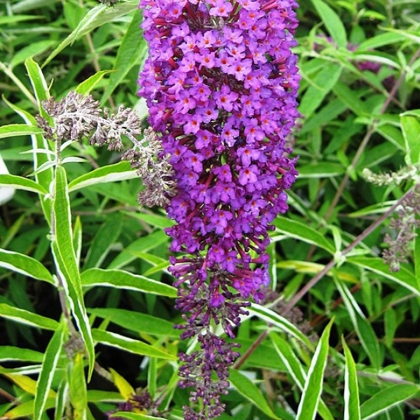 Arbre aux papillons Nanho Purple