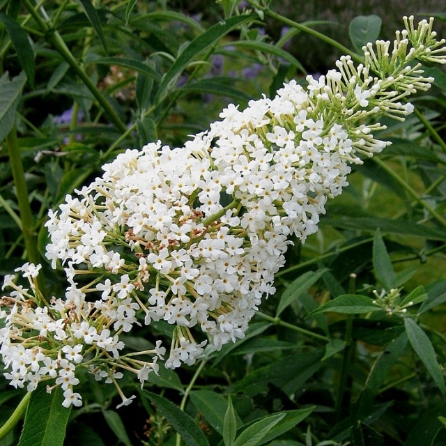 Arbre aux papillons Nanho White