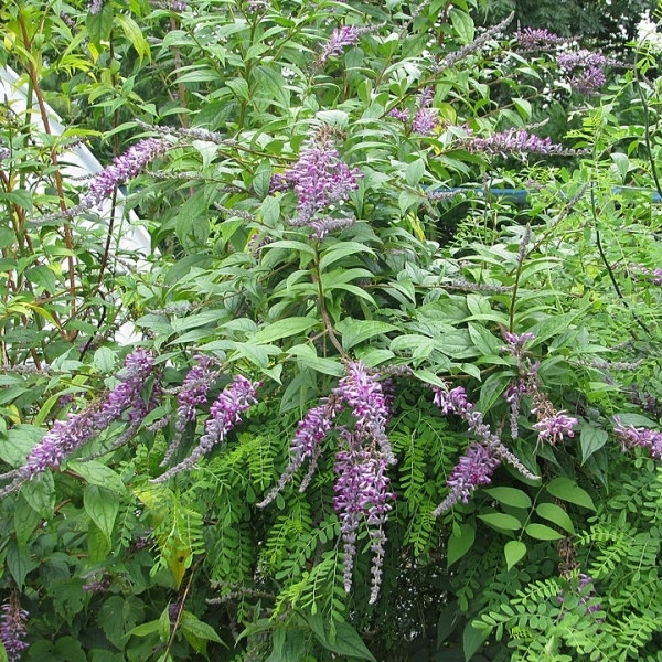 Buddleja lindleyana