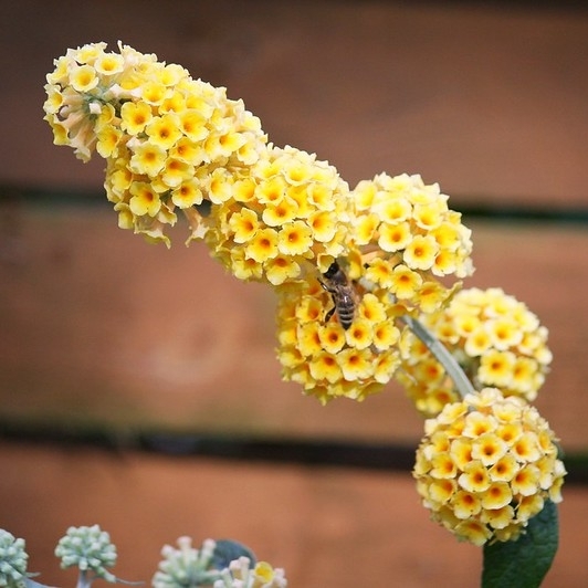 Arbre aux papillons x weyeriana Sungold