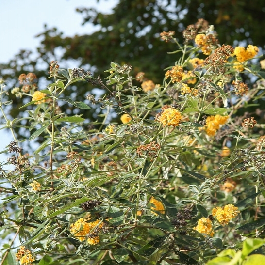 Arbre aux papillons x weyeriana Sungold