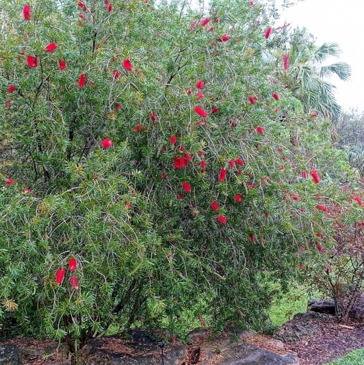 Rince-Bouteille rigide