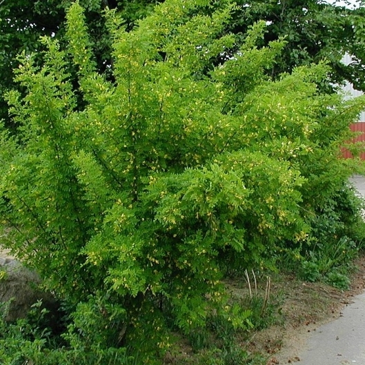 Caraganier de Sibérie, Acacia jaune, Arbre aux pois