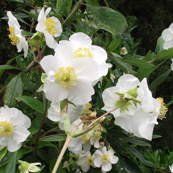 Anémone en arbre, Carpenteria  de Californie