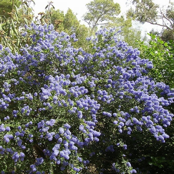 Ceanothe Repens, Lilas de Californie Repens