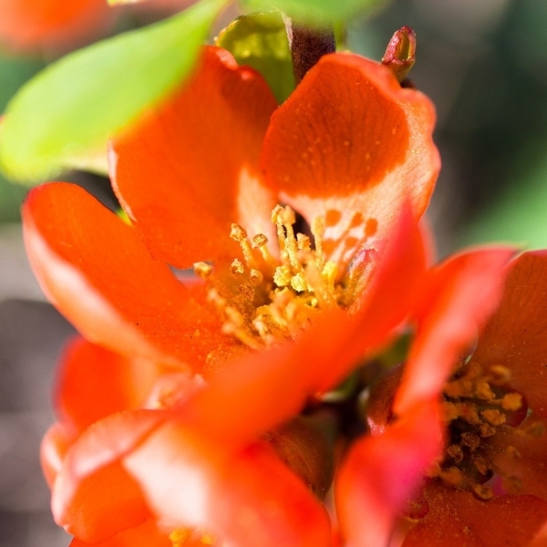 Cognassier du japon Orange Beauty