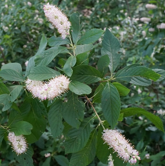 Clethre à feuille d'Aulne Rose