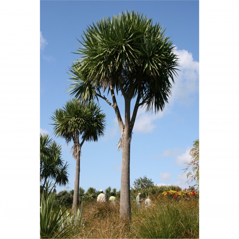 Cordyline australis