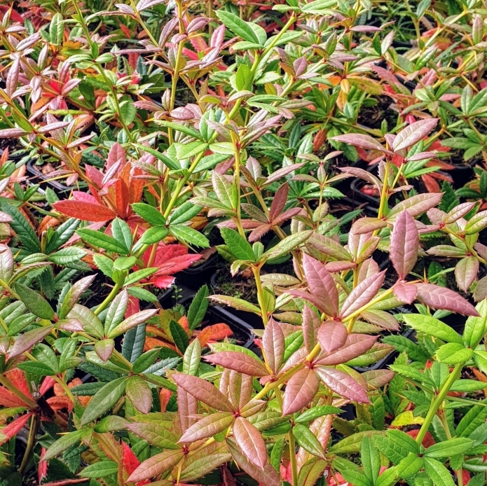 Épine-vinette à feuilles persistantes