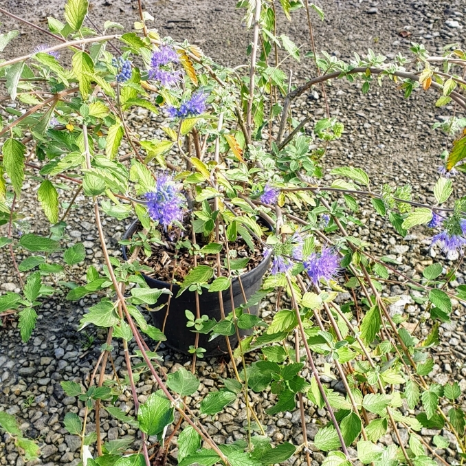 Barbe-bleue Weeping Form