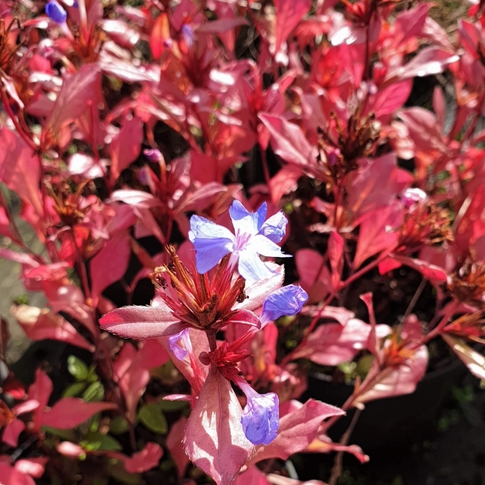 Plumbago de Chine