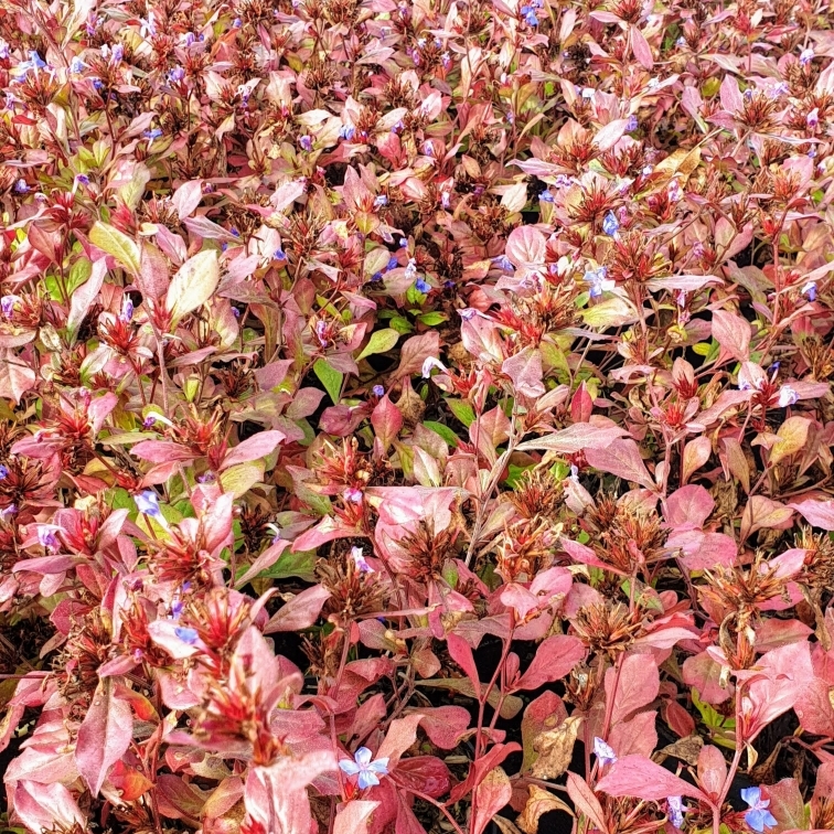 Plumbago de Chine