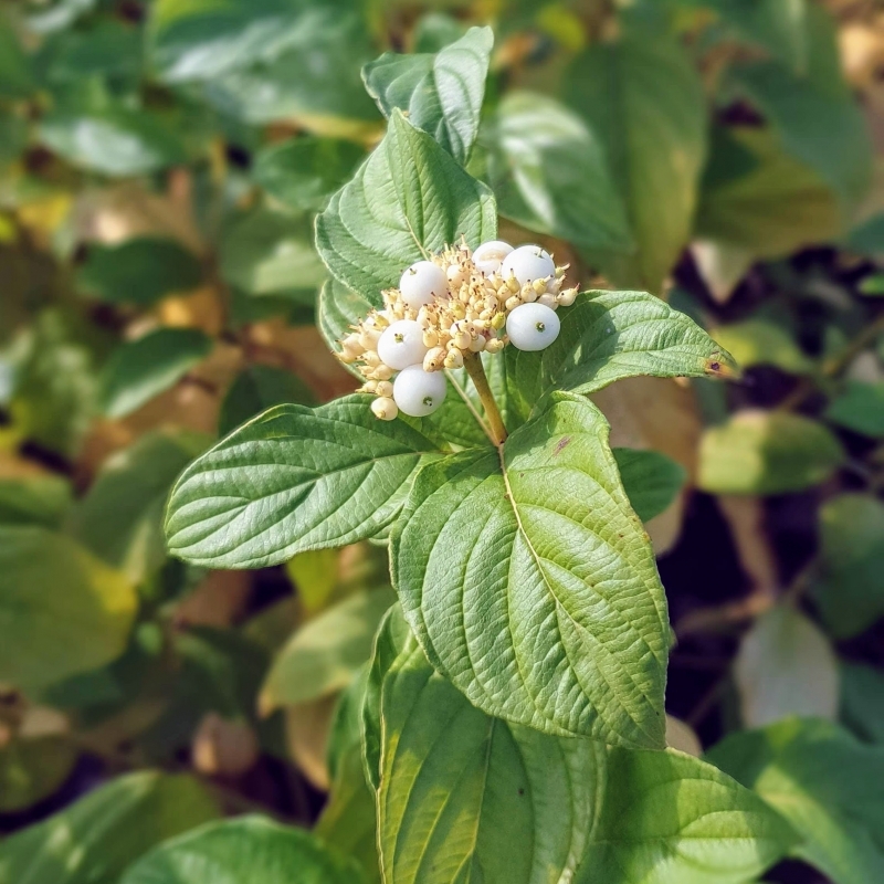 Cornouiller stolonifère Flaviramea