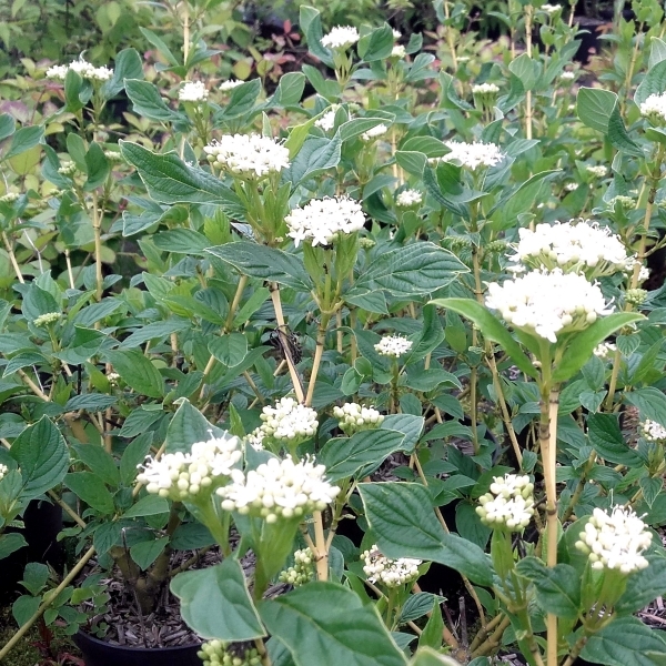 Cornouiller stolonifère Flaviramea