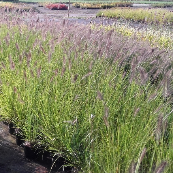 Herbe aux écouvillons