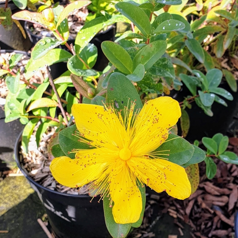 Millepertuis à grandes fleurs