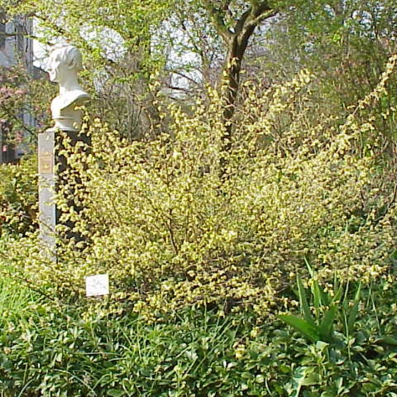 Corylopsis pauciflora