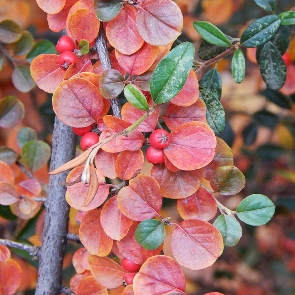 Cotonéaster Coral Beauty