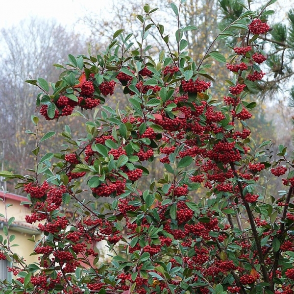 Cotonéaster laiteux