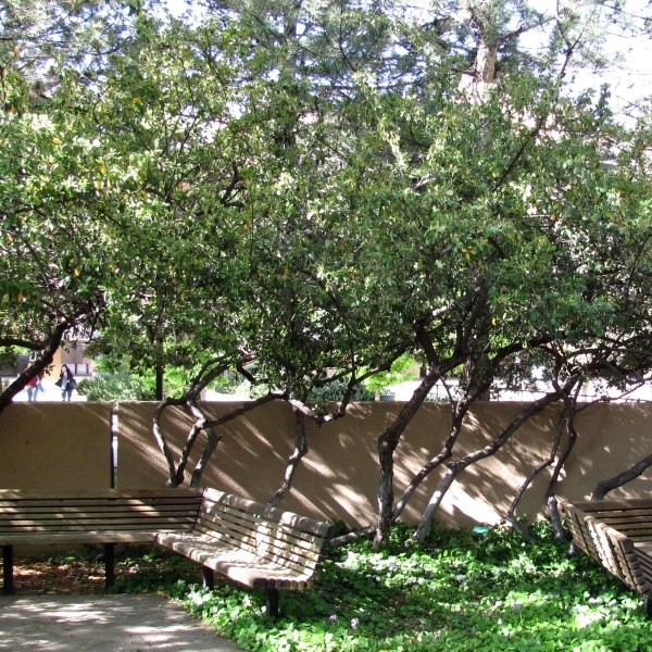 Cotonéaster laiteux