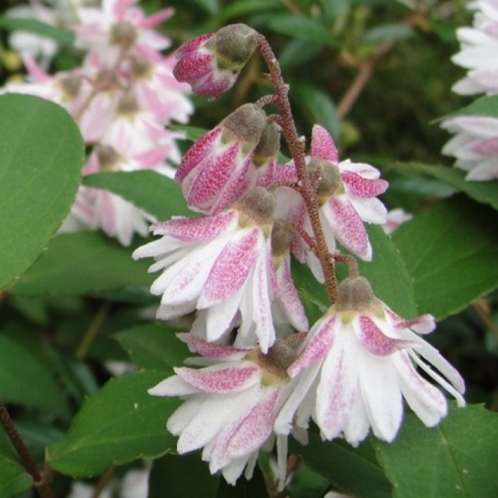 Deutzia scabra Plena, Deutzia scabra Roseoplena