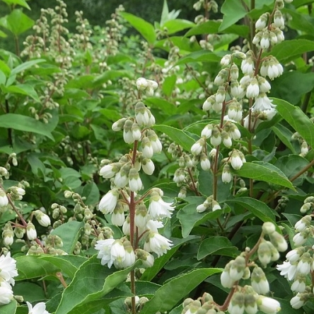 Deutzia scabra Pride of Rochester