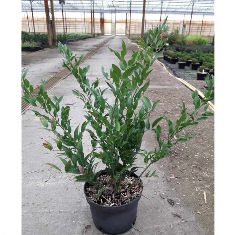 Laurier d'Alexandrie