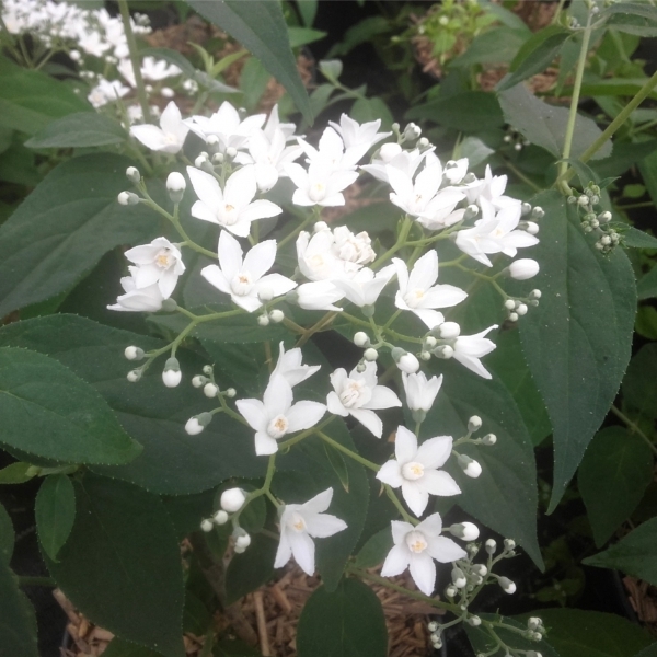 Deutzia setchuenensis Corymbiflora