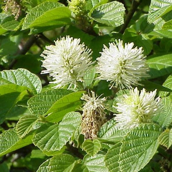 Fothergilla major