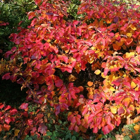 Fothergilla major