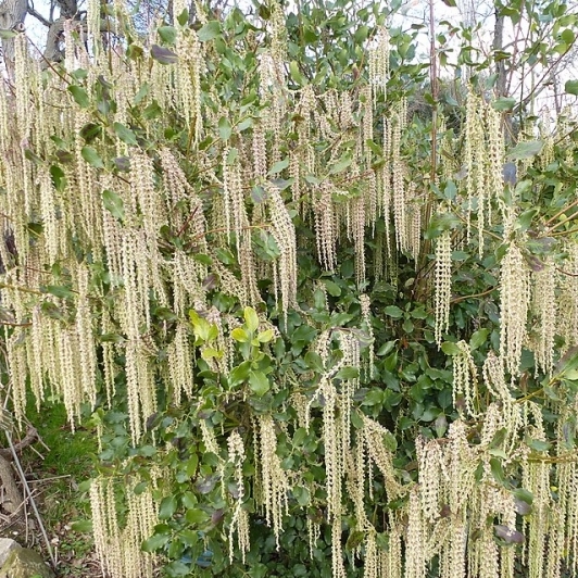 Garrya elliptica