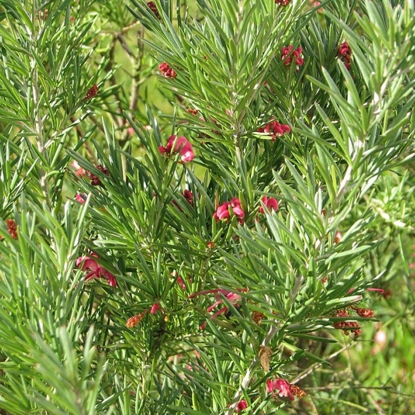 Grévillier à feuilles de romarin