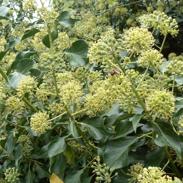 Lierre des bois Aborescent